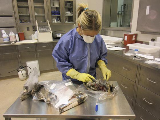 Julie Melotti, a laboratory technician at the Michigan Department of Natural Resources Wildlife Disease Laboratory, examines a ruffed grouse. (Michigan DNR photo)