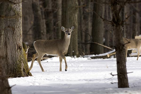Deer hunting seasons began Sept. 11. Overall, conditions are looking excellent for the upcoming seasons and deer hunters can expect hunting conditions to be as good or better than last year. (Michigan DNR photo)