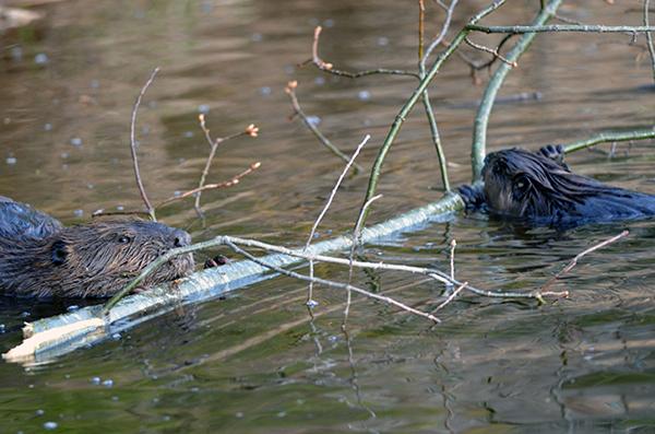 Two beavers work to bring a stick to a shoreline area along a Marquette County lake. (Michigan DNR photo)