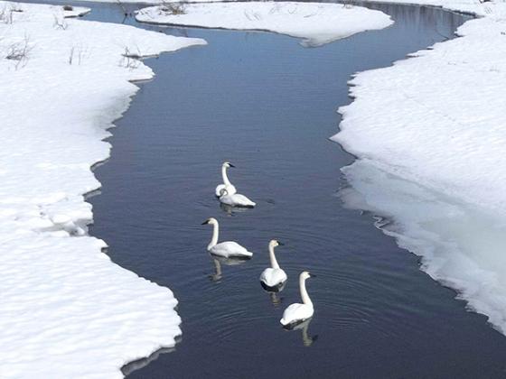 While flying his drone off Homer Road, photographer, Kevin Zini managed to snap a photo of several trumpeter swans enjoying a chilly swim down a windy bend. They are the largest swan in North America. These swans are best distinguished from Tundra swans by their lower pitched nasal honking and their bill, defined by a straight edge at the gape and pointed border between the eyes. 