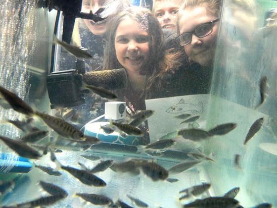 West Iron County students peered into the 55-gallon tank holding the fish for the “Salmon in the Classroom” project. (submitted photo)