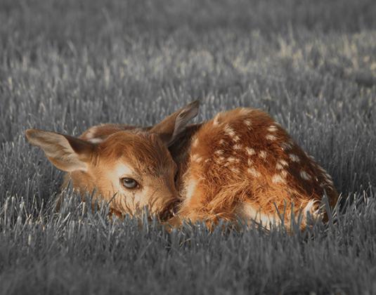 Photo of a Resting Fawn, by Kevin Zini