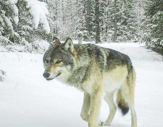 Iron County Reporter photographer Kevin Zini has been on a quest to capture the gray wolf on film. While he has yet to snap one of the creatures in person, he captures this image in the Morrison Creek area — one of seven wolves in the pack — on his trail cam. (Photo: Kevin Zini)