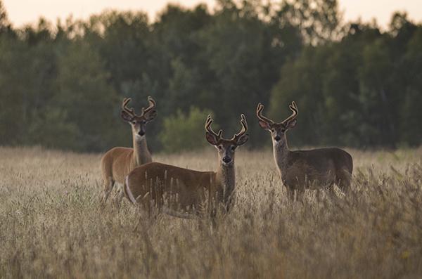 Kevin Zini snags a photo of three bucks grazing in a field during a late August evening. Deer antlers can grow up to an inch a day, making their tissue among the fastest growing on the planet. Antlers start growing in springtime and continue gaining size through late summer. By fall, antlers are full grown and begin to harden. Males use their antlers to compete for food or a mate as well as protection.