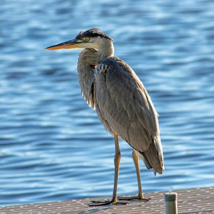 A blue heron sits perched on a dock overlooking Sunset Lake. Great blue herons will eat almost anything within striking distance of their long beak. While fish makes up a majority of their diet, these birds stalk everything from insects to small mammals. (photo submitted by Bob McCarthy)