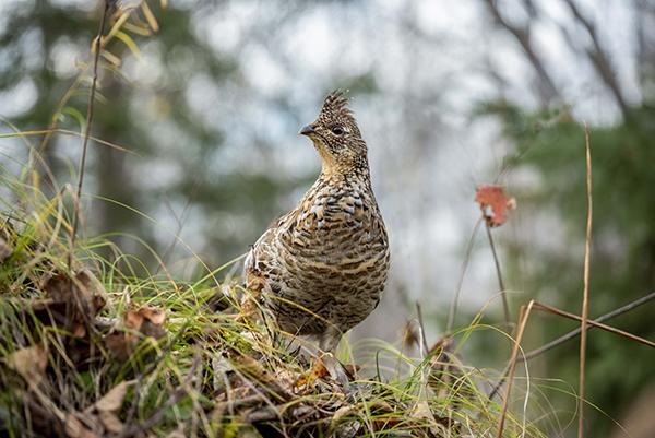 A grouse sits on high alert in its nest during hunting season. Grouse thrive best where forests are kept young and vigorous by occasional clear-cut logging, or fire, and gradually diminish in numbers as forests mature and their critical food and cover resources deteriorate in the shade of a climax forest. (photo by Kevin Zini)