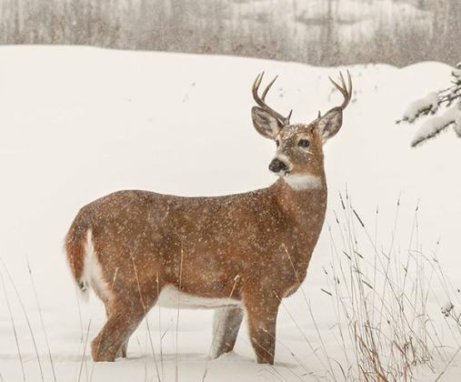 A deer buck standing in the winter snow (Photo by Kevin Zini)