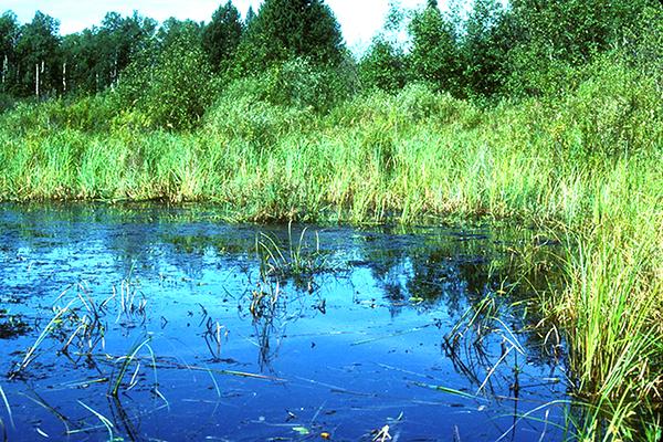 An emergent wetlands captured in Mackinac County (Image: Alan Wolf via flickr)