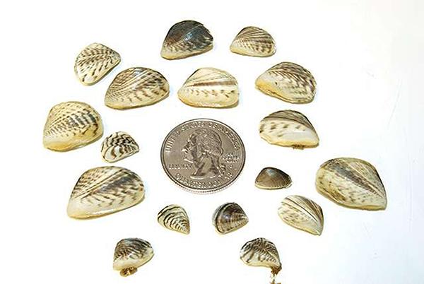 A size comparison of quagga mussels next to a quarter.