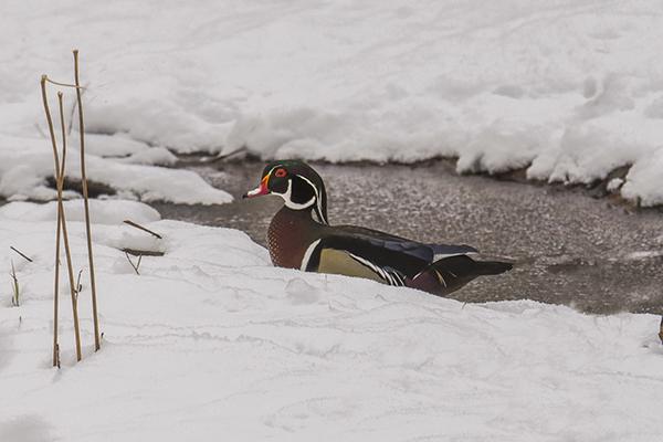 A wood duck. Photo by Kevin Zini.