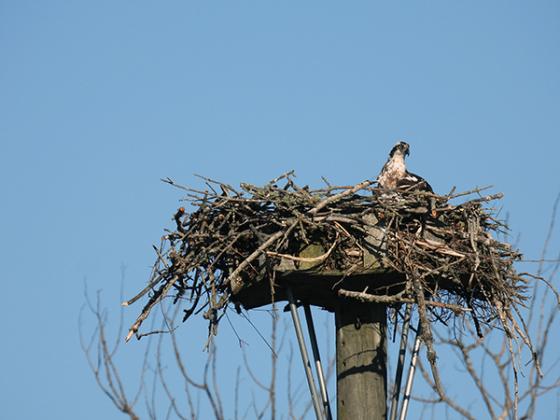 An osprey nesting on the new platform.