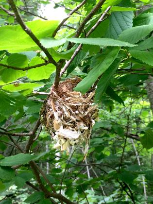 Hummingbird nest. (submitted photo)