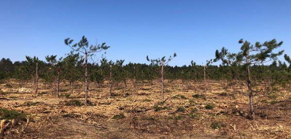 Red pine trees in several locations around the state look like they’ve been ravaged, but the work was actually done with purpose. The strange-looking trims allow for the easy harvest of cones to provide seed for planting. MICHIGAN DNR PHOTO