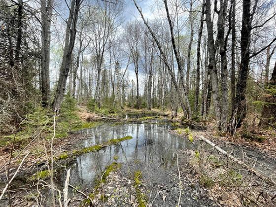 Photo of a riparian area In the Ottawa National Forest from a similar tree planting project in 2021. Photo by Kim Steinberger.