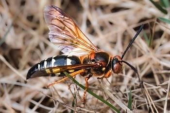 A wasp with a black and gold body, black legs and antennae, and pale orange, translucent wings on a bed of pale, dry grass and brush.
