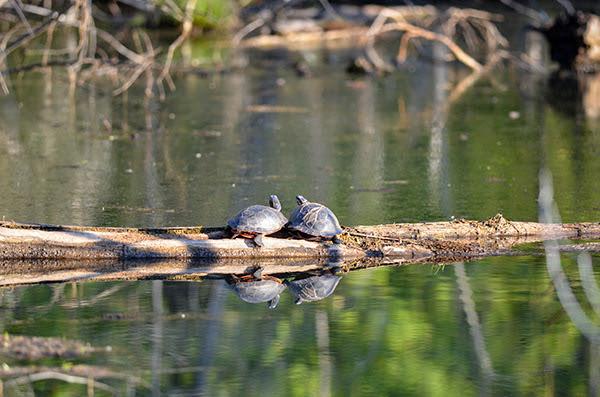 Painted turtles enjoy a sunny late afternoon in a small backwoods pond in Marquette County. John Pepin