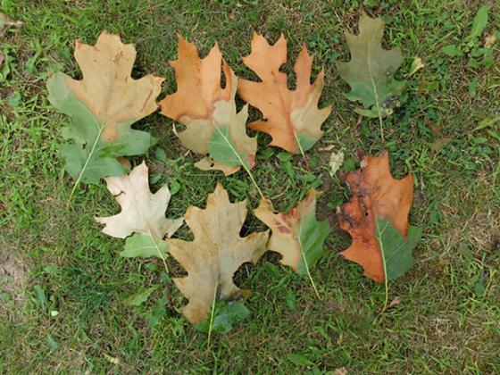 Oak leaves showing oak wilt symptoms: Browning or bronzing of leaf tips and margins while the lower part of the leaf remains green (indicates oak wilt is present but requires a lab diagnosis to confirm). 