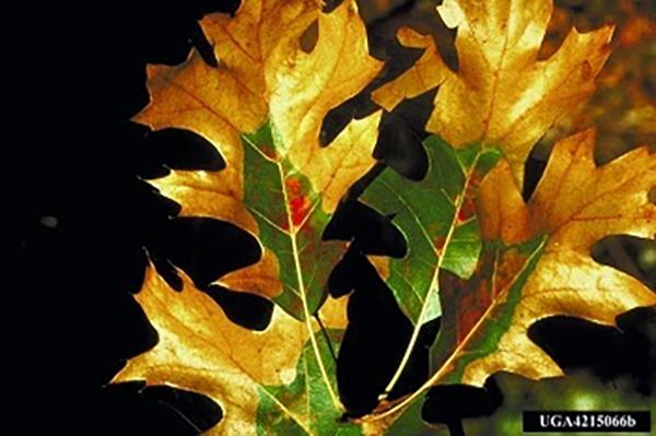 Dieback of oak leaves in the summer is a symptom of oak wilt. (Submitted photo)